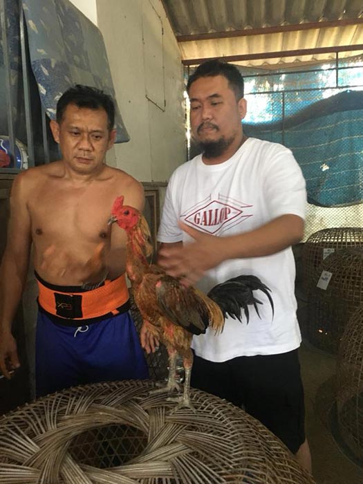 ไก่ชน ไก่ชน