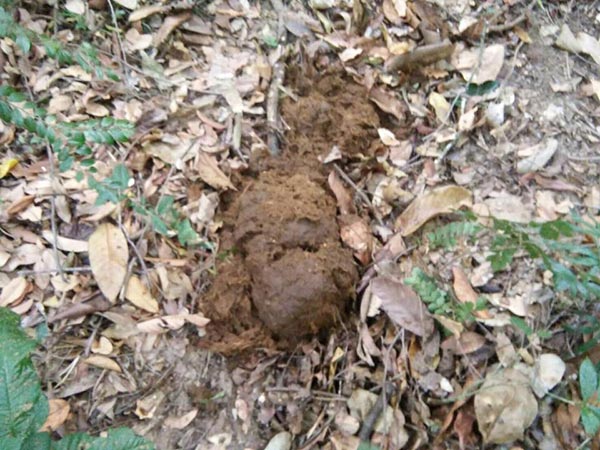 ช้างถูกกระบะชน ช้างถูกกระบะชน