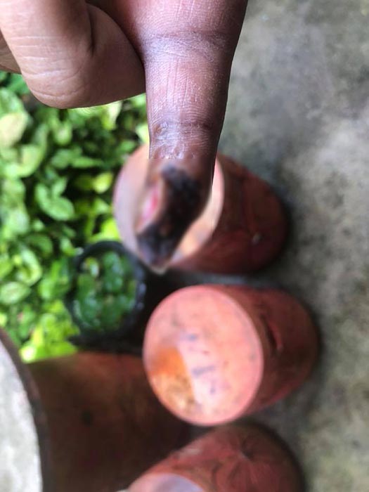 ปลากระเบนเฉี่ยว ปลากระเบนเฉี่ยว