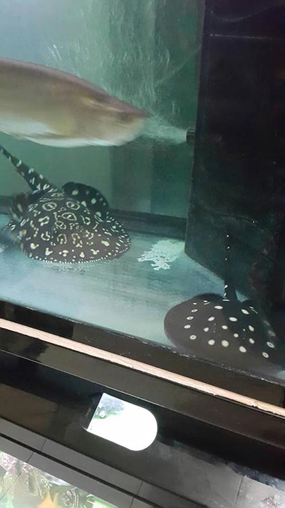 ปลากระเบนเฉี่ยว ปลากระเบนเฉี่ยว