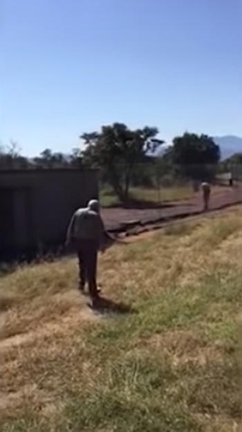 สิงโตกัดคน สิงโตกัดคน