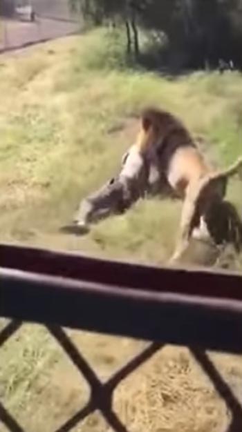 สิงโตกัดคน สิงโตกัดคน