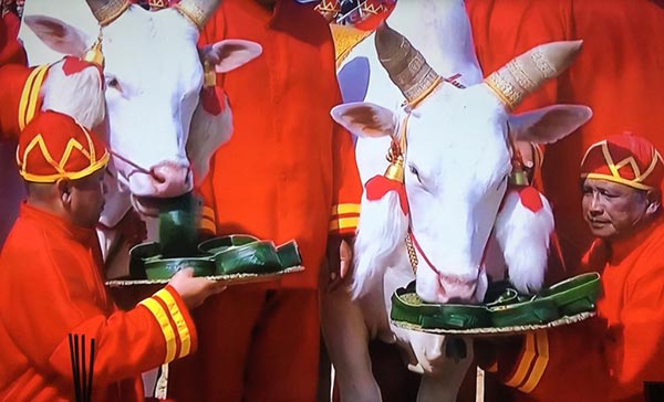 วันพืชมงคล วันพืชมงคล