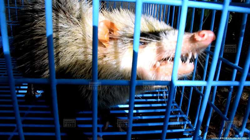 หนูเหม็น หนูเหม็น