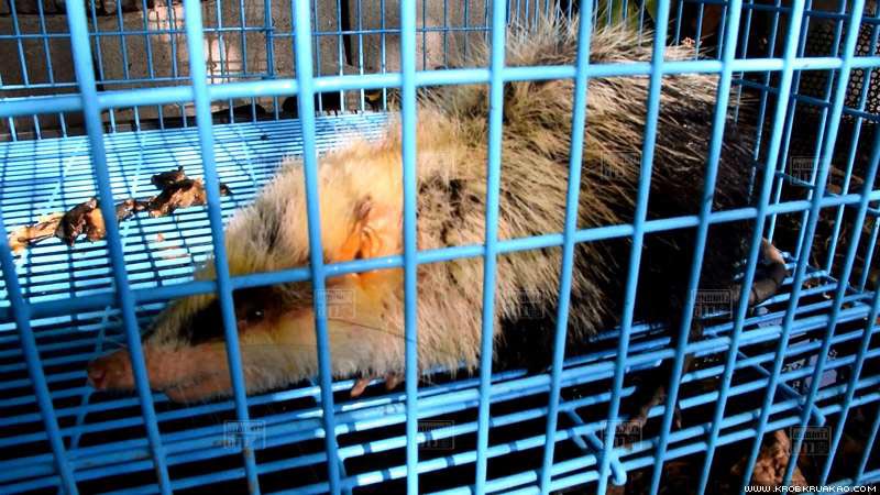 หนูเหม็น หนูเหม็น