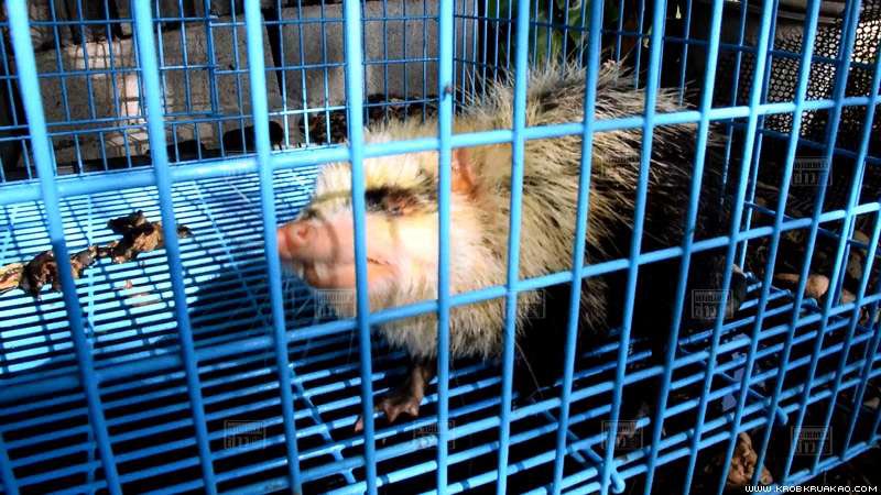 หนูเหม็น หนูเหม็น