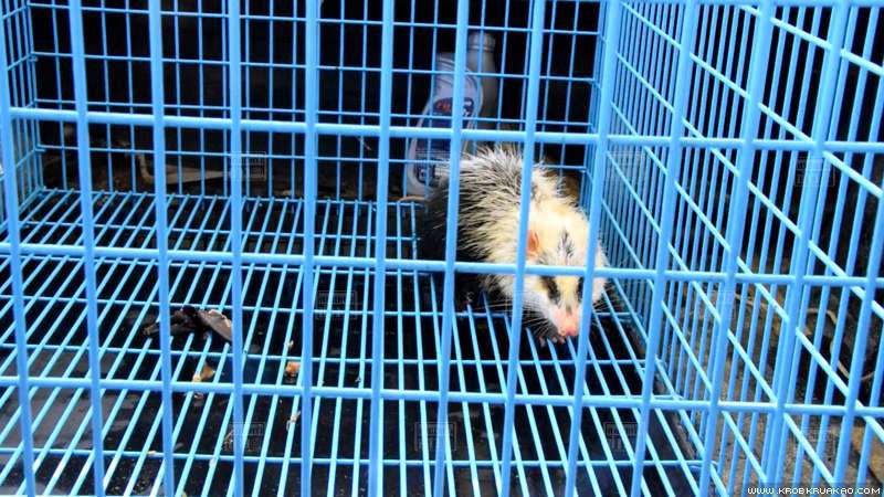 หนูเหม็น หนูเหม็น