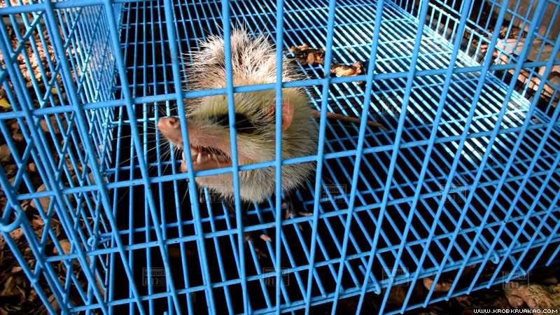 หนูเหม็น หนูเหม็น