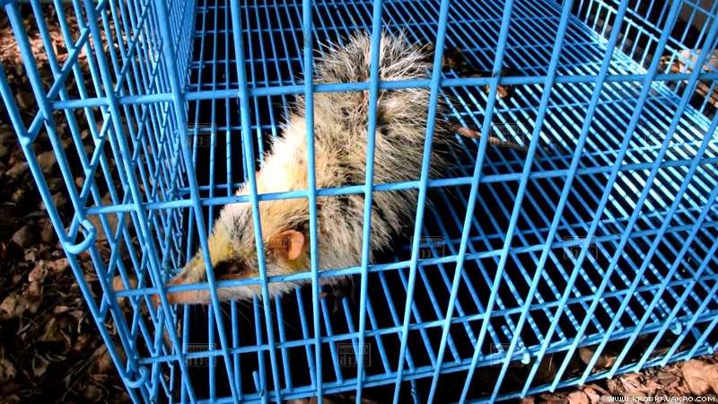 หนูเหม็น หนูเหม็น