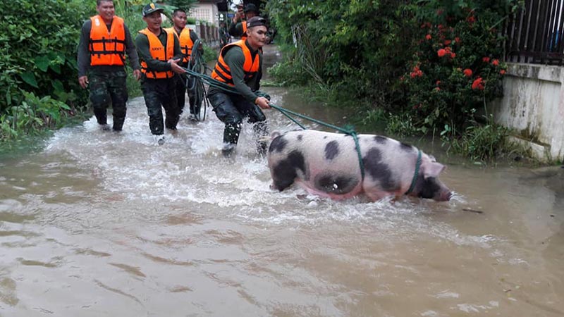 ช่วยหมูบ้าน ช่วยหมูบ้าน