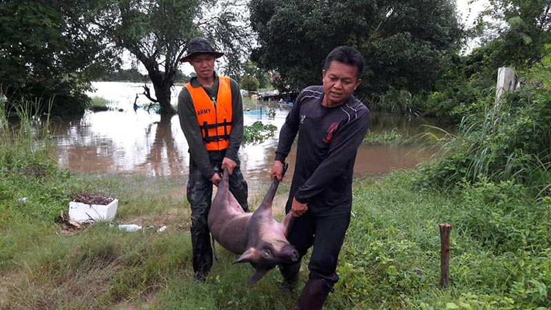 ช่วยหมูบ้าน ช่วยหมูบ้าน