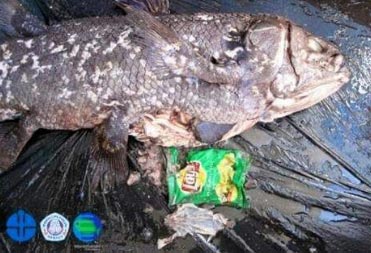 ปลาโบราณ ปลาโบราณ