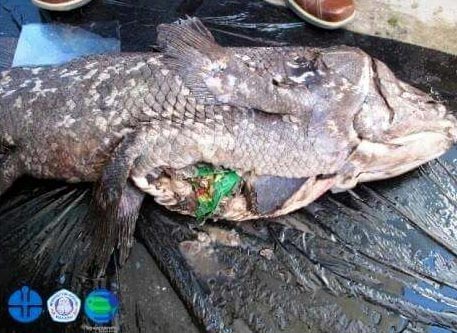 ปลาโบราณ ปลาโบราณ