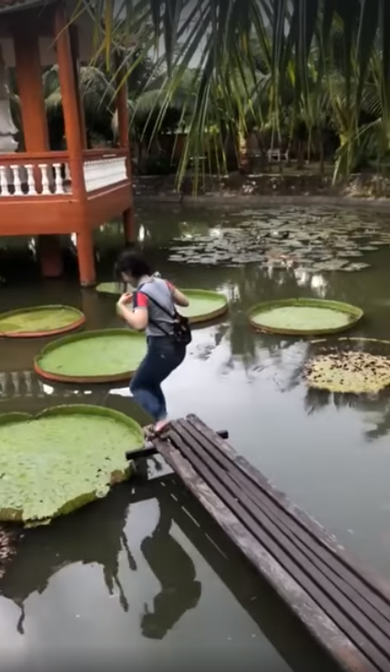 ยืนบนใบบัวยักษ์ ยืนบนใบบัวยักษ์