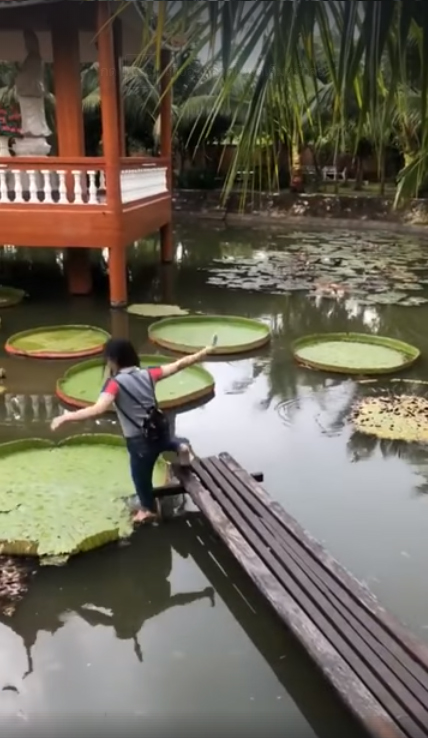 ยืนบนใบบัวยักษ์ ยืนบนใบบัวยักษ์