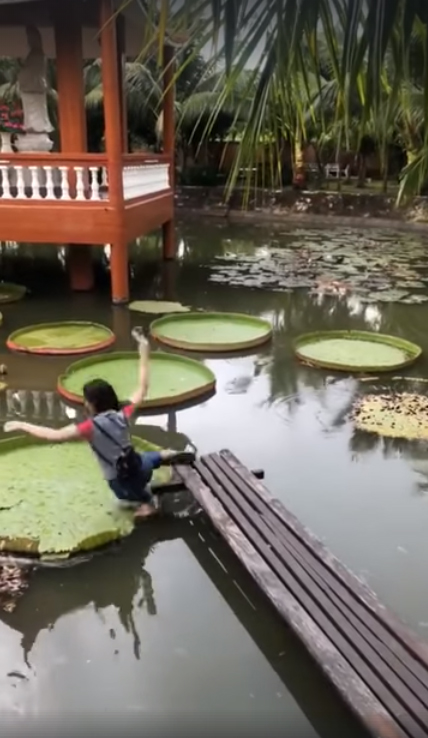 ยืนบนใบบัวยักษ์ ยืนบนใบบัวยักษ์