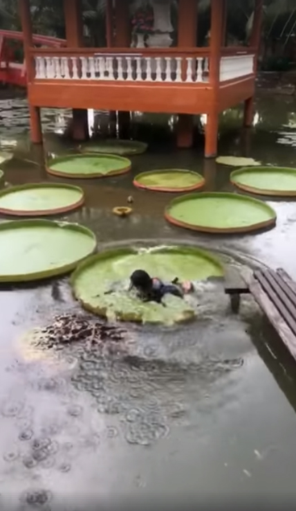 ยืนบนใบบัวยักษ์ ยืนบนใบบัวยักษ์