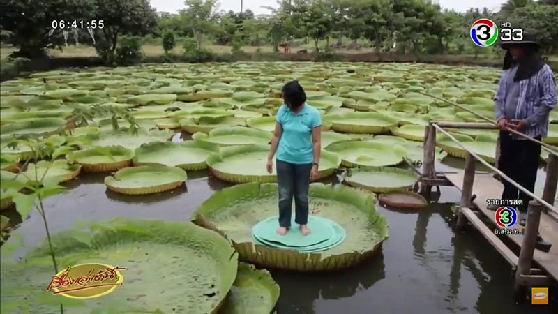 ยืนบนใบบัวยักษ์ ยืนบนใบบัวยักษ์