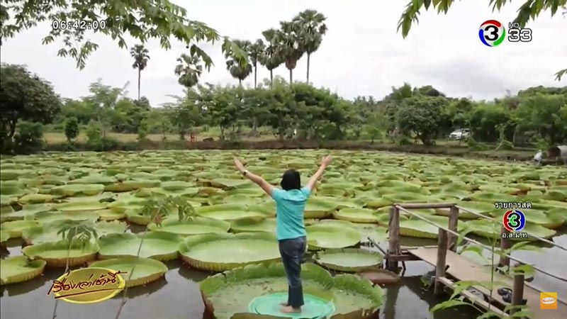 ยืนบนใบบัวยักษ์ ยืนบนใบบัวยักษ์