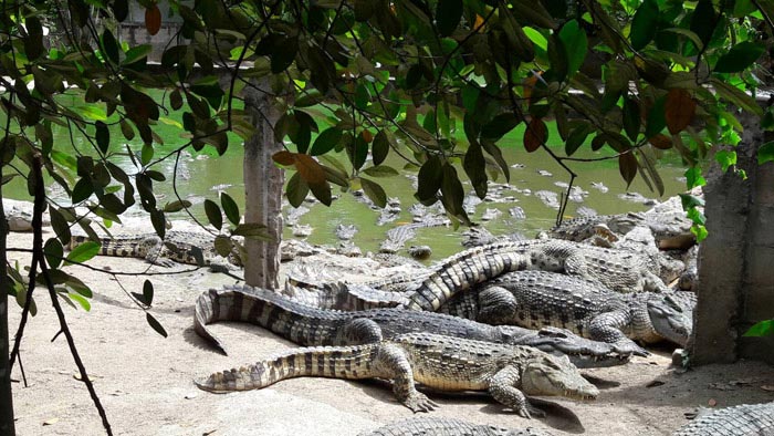 จระเข้ย่าง จระเข้ย่าง