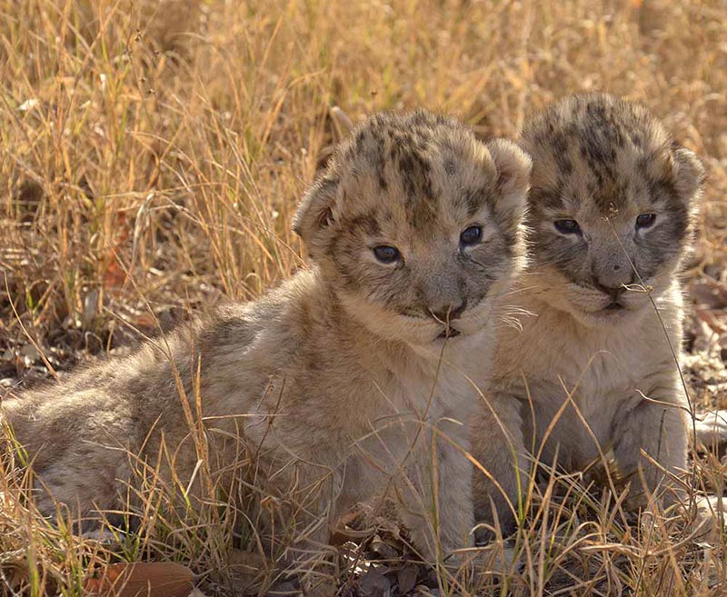 ผสมเทียมลูกสิงโต ผสมเทียมลูกสิงโต