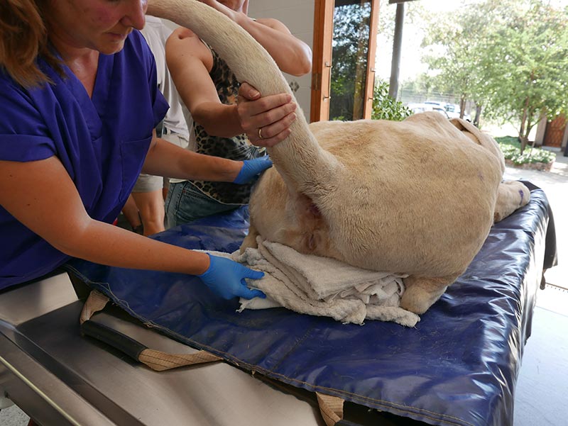 ผสมเทียมลูกสิงโต ผสมเทียมลูกสิงโต