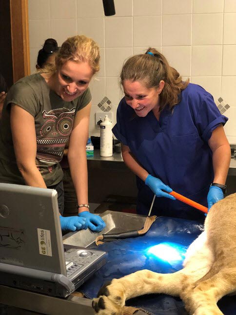 ผสมเทียมลูกสิงโต ผสมเทียมลูกสิงโต