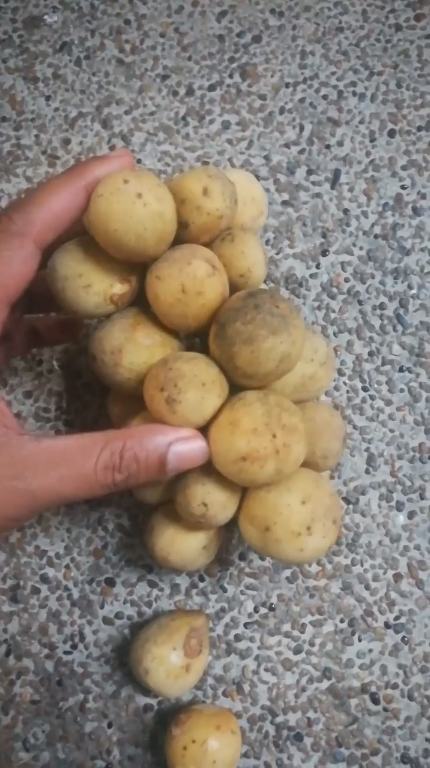 ติดกาวลองกอง ติดกาวลองกอง