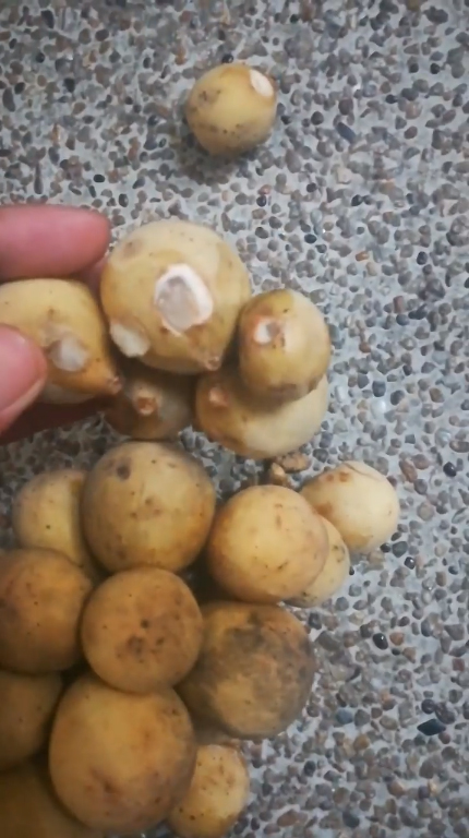 ติดกาวลองกอง ติดกาวลองกอง