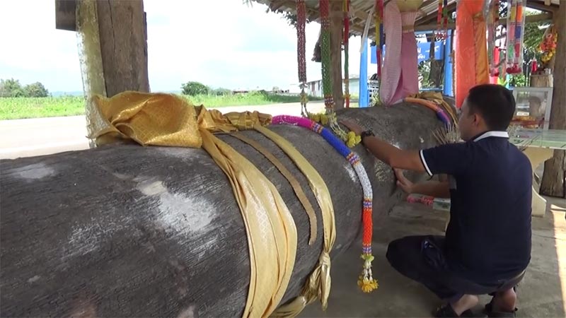 ตะเคียนยักษ์ ตะเคียนยักษ์