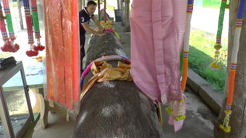 ตะเคียนยักษ์ ตะเคียนยักษ์