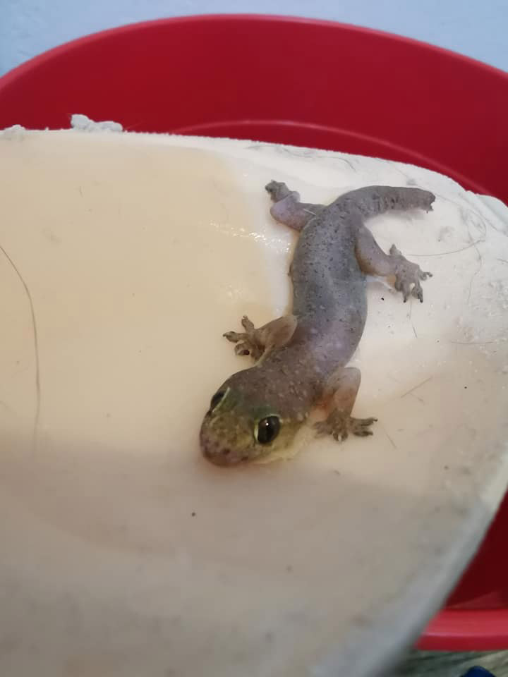 จิ้งจกติดกาวบรา จิ้งจกติดกาวบรา