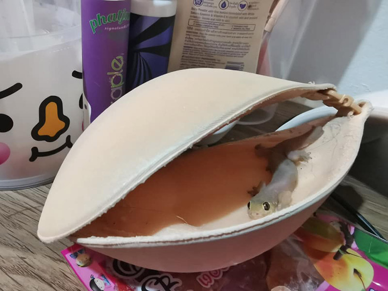 จิ้งจกติดกาวบรา จิ้งจกติดกาวบรา