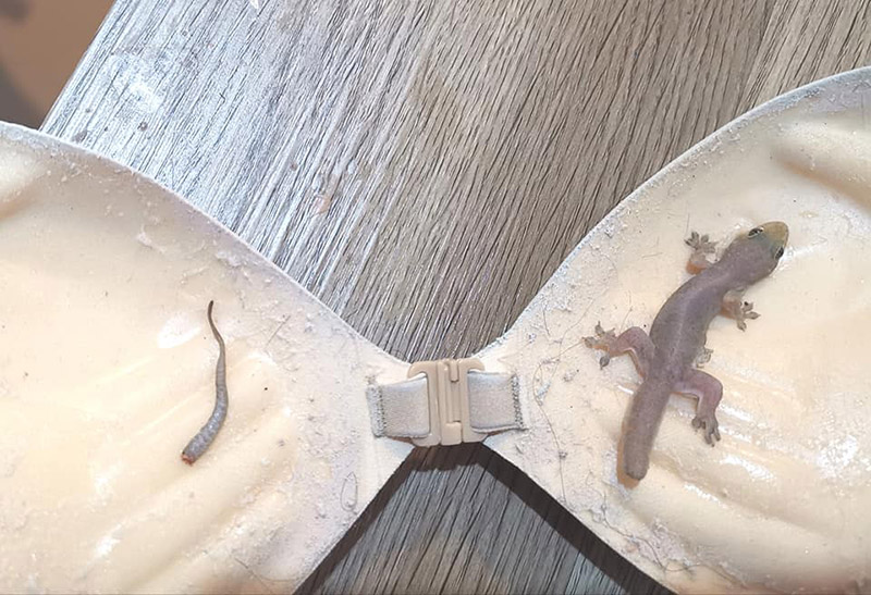 จิ้งจกติดกาวบรา จิ้งจกติดกาวบรา