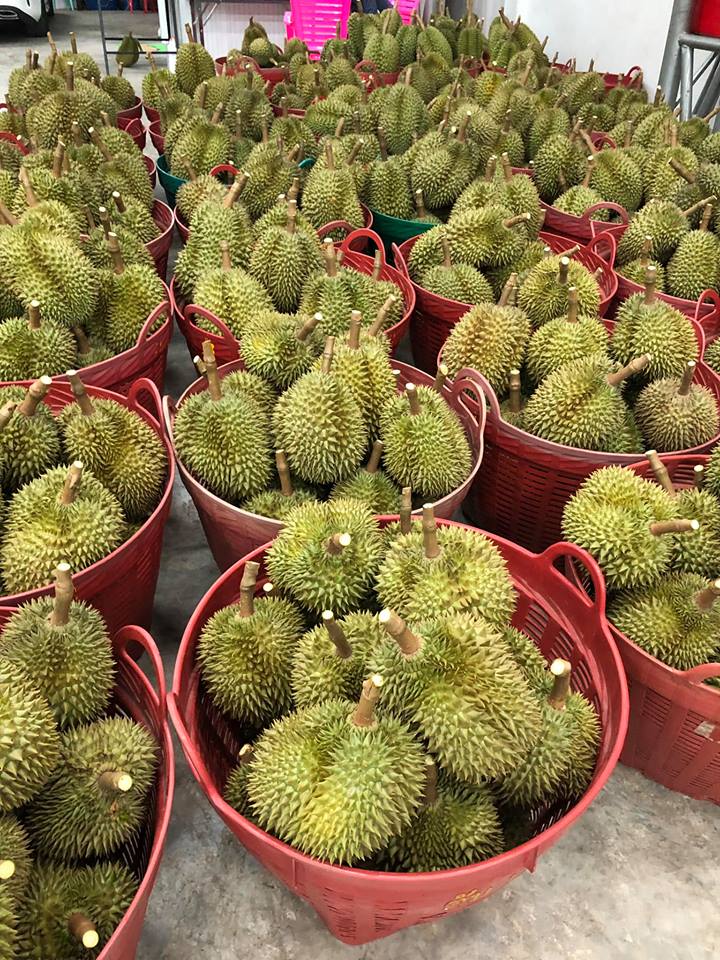 เสี่ยล้งทุเรียน เสี่ยล้งทุเรียน