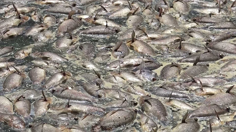 ปลาตายยกสระ ปลาตายยกสระ