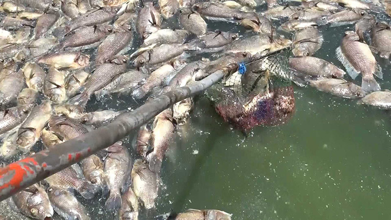 ปลาตายยกสระ ปลาตายยกสระ