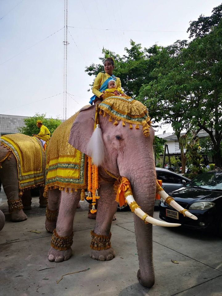 หมอพลาย ลาดทองแท้ หมอพลาย ลาดทองแท้