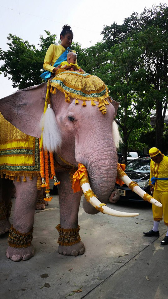 หมอพลาย ลาดทองแท้ หมอพลาย ลาดทองแท้