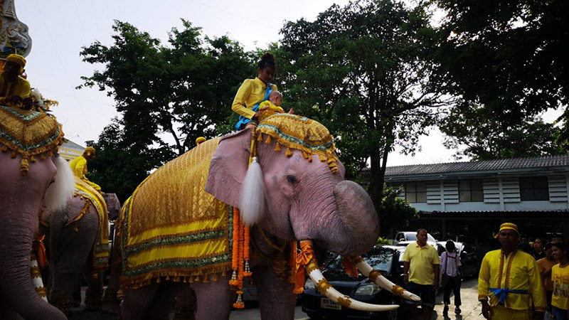 หมอพลาย ลาดทองแท้ หมอพลาย ลาดทองแท้