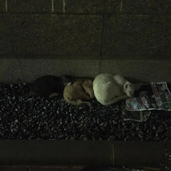 ลุงเล็ก ลุงเล็ก