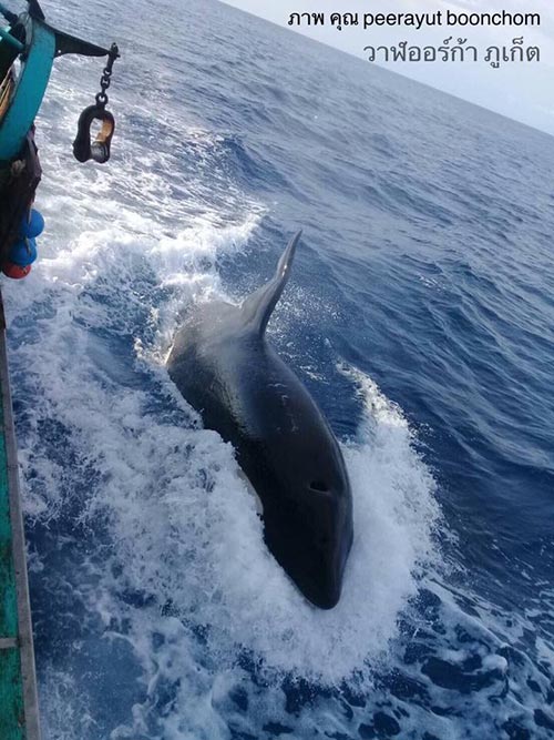 วาฬเพชฌฆาต วาฬเพชฌฆาต