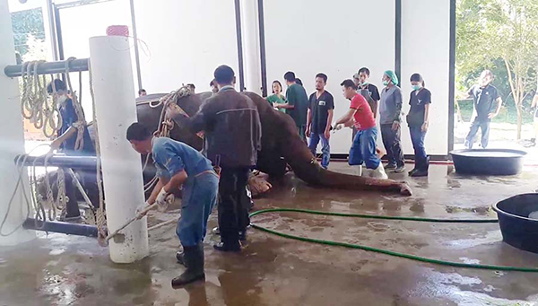 พลายชมพู พลายชมพู