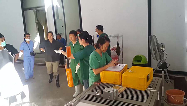 พลายชมพู พลายชมพู