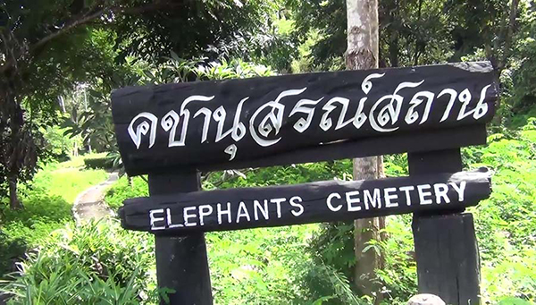 พลายชมพู พลายชมพู