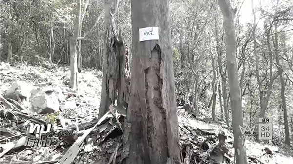 พิธีตัดไม้จันทร์หอม พิธีตัดไม้จันทร์หอม