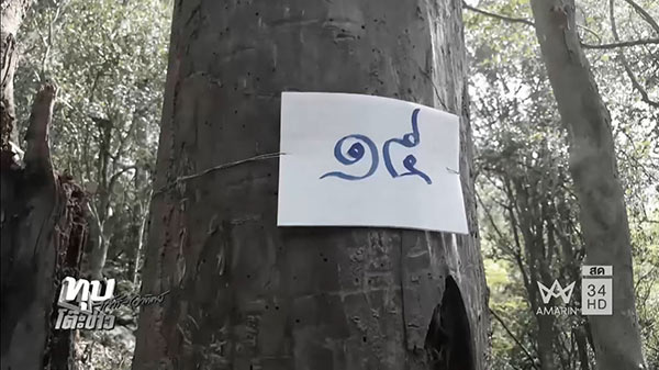 พิธีตัดไม้จันทร์หอม พิธีตัดไม้จันทร์หอม