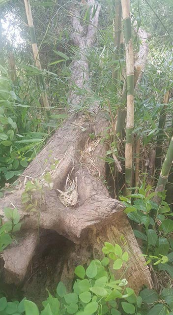 ลอบตัดไม้พยุง ลอบตัดไม้พยุง