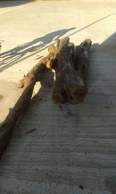 ลอบตัดไม้พยุง ลอบตัดไม้พยุง