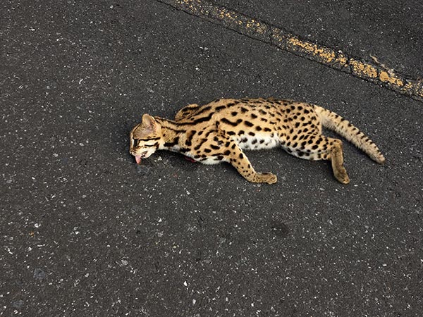 รถชนแมวดาว รถชนแมวดาว